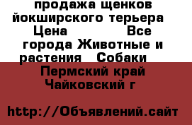 продажа щенков йокширского терьера › Цена ­ 25 000 - Все города Животные и растения » Собаки   . Пермский край,Чайковский г.